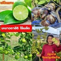 ราคา กิ่งมะนาวตาฮิติ( ชุด 3กิ่ง) กิ่งตอน ขนาดกิ่งพันธุ์ 35-40 ซม. (20190120933)