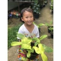 ราคา philodendron golden violin )ฟิโลเดนดรอน ไวโอลินสีทอง Philodendron Bipennifolium Aurea (13407996852)