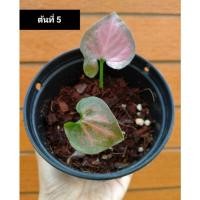 ราคา Syngonium ออมนาคแดง ต้นที่ 5 (10116604235)
