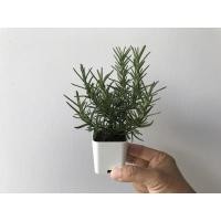 ราคา ต้นโรสแมรี่ rosemary กระถาง 2 นิ้ว (11797711911)