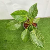 ราคา ต้นฟิโลเดนดรอน เบอร์กิ้น Philodendron Birkin #ต้นไม้ด่าง (13910214745)