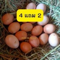 ราคา ไข่เชื้อ ไก่ดำมองโกเลีย 4 แถม 2 สำหรับเข้าตู้ฟัก (43708335739)