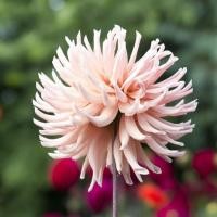 ราคา รักเร่ Dahlia สายพันธุ์ Henriette หัวรักเร่ ดอกรักเร่ ดอกดาร์เลีย ดอกใหญ๋ 1 หัว (8103413424)