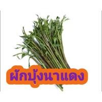 ราคา ผักบุ้งนาไทย ผักบุ้งแดงแถมปุ๋ยบำรุงหลังปลูก (21792894923)