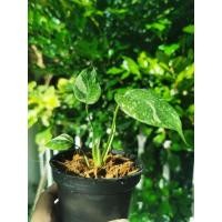 ราคา มอนสเตอร่า (Monstera) ด่าง (8373363747)