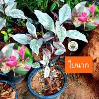 ราคา ต้นใบนาก หรือ ใบนาด ไม้มงคล เรียกทรัพย์ (51657616626)
