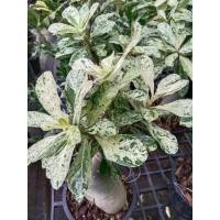 ราคา ต้นชวนชม,ชวนชมด่างดอกลาย (18751554400)