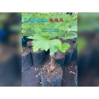 ราคา กิ่งองุ่นพันธุ์ไวท์มะละกา ลูกสีเขียวรียาว มีเมล็ด ปลูกง่ายหวานกรอบ (22353190784)