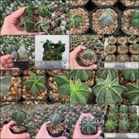 ราคา หมวกสังฆราช Astrophytum myriostigma Lem. (5234771542)