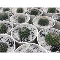 ราคา แคคตัส แมมแม่เฒ่า cactus (4513573740)