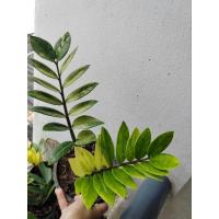ราคา กวัก​ด่าง​ กวัก​มรกต​ด่าง​(ต้นตามภาพ)​ (29883808326)