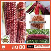 ราคา ของแท้ เมล็ดพันธุ์ข้าวโพดหวานแดง ราชินีทับทิมสยาม แบ่งขายซองละ 50++ เมล็ด (2538035520)