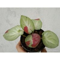 ราคา อัปสรสวรรค์ บอนสีสุดน่ารัก ราคาเบาๆ (16579173738)