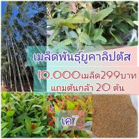 ราคา เมล็ดยูคาลิปตัส พืชเศรษฐกิจเพาะง่าย ปลูกง่ายโตเร็วคืนทุนไว้ ชุด 10000 เมล็ด ราคา 299 บาท แถมต้นกล้ายูคาลิปตัส 20 ต้น (49155740463)