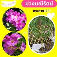 ราคา ต้นม่วงมณีรัตน์ กระถาง 11 นิ้ว (8236901128)