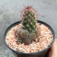 ราคา mammillaria แมมหนามตะขอ (20520519817)