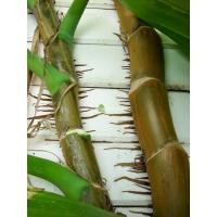 ราคา พลูด่างยักษ์ ใบฉีก, พลูด่าง, พลูยักษ์, ต้นพลูด่าง, พันธุ์ยักษ์ใหญ่ ใบฉีก กิ่งใหญ่ เพื่อการขยายพันธุ์ไม้ (28691420653)