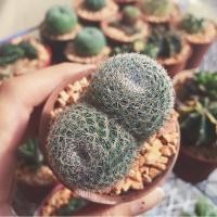 ราคา Mammillaria microthele แมมนกฮูก 2 ตา (3509322)