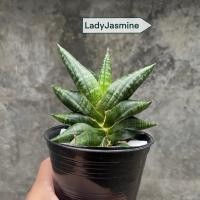 ราคา Sansevieria Lady Jasmine ต้นลิ้นมังกร (44472917682)