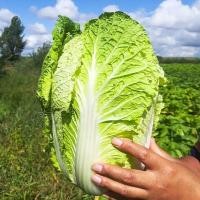 ราคา เมล็ดผักกาดขาว200เมล็ด CHINESE CABBAGE ตราภูเขาทอง ดยประมาณ เมล็ดพันธุ์ผักกาดขาว เมล็ดพันธุ์ผัก เมล็ดผักสวนครัว (48554695089)
