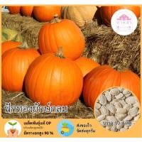 ราคา เมล็ดพันธุ์ฟักทองยักษ์กลม 10 เมล็ด (57603776204)