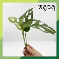 ราคา พลูฉลุ ไม้ฟอกอากาศ ไม้เลื้อย ต้นไม้น้ำ ต้นไม้ในร่ม monstera adansonii พลูด่าง ต้นไม้พลูฉลุ (13957536870)