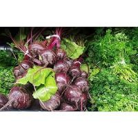 ราคา เมล็ดพันธุ์ บีทรูท (Beetroot) ซองละ 29 บาท บีทรูทเป็นพืชที่ดีต่อสุขภาพผิว ผักเพื่อสุขภาพ (18691146064)