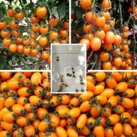 ราคา เมล็ดพันธุ์มะเขือเทศเชอรี่เหลือง 20เมล็ด มะเขือเทศเชอรี่สีเหลือง Cherry Tomato (8979215992)