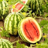ราคา 10 เมล็ด เมล็ดพันธุ์ แตงโม แต่เต้าส่า แตงจีน มะเต้า Watermelon Seeds สายพันธุ์ Crimson (41472564118)