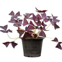 ราคา ผีเสื้อราตรี กระถาง 6 นิ้ว / Oxalis triangularis A. St.-Hil. pot 6 (6844157806)