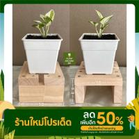 ราคา ชั้นวางต้นไม้ชั้นวางแคคตัส สไลต์มินิมอลไซส์ไซส์จิ๋ววางบนโต๊ะทำงาน [พร้อมส่ง กดติดตามร้านรับส่วนลด] (15672658352)