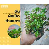 ราคา ผักเป็ดก้านแดง ต้นงามๆพร้อมเดินทางต้นไม้เรี่ยดินแต่งสวนคลุมหญ้าอื่่น (21976968497)