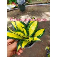 ราคา ลิ้นมังกรด่างแคระความงามของลิ้นมังกรด่างแคระ (11964767647)
