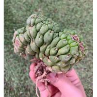 ราคา พร้อมส่งEulychnia castanea cv. varispiralis Cristata (17793661902)