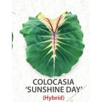 ราคา โคโลคาเซีย​ ข้อไหล​ Colocasia​ sunshine​ ​day​ new​ hybrid​ (15646752506)