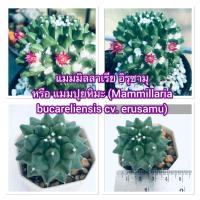 ราคา แมมอิรุซามุแคคตัส Mammillaria Erusamu (12659210326)