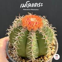 ราคา เมโลแคระ Melocactus Matanzanus แคคตัส กระบองเพชร cactus&succulent (15692617499)