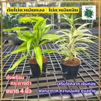 ราคา ต้นไผ่กวนอิมเงิน / ไผ่กวนอิมทอง ส่งพร้อมกระถางดำ 4 นิ้ว เสริมเรื่องโชคลาภ การเงินที่มั่นคง ความร่ำรวย เงินทองไหลมา (46503108995)