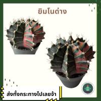 ราคา ยิมโน ด่าง ไม้เมล็ด แคคตัสด่าง gymnocalycium (20327950696)
