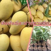 ราคา ต้นพันธุ์มะม่วงขายตึก เสียบยอด มีรากแก้ว โตไว ต้นแข็งแรง พร้อมปลูก (18416649181)