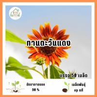ราคา เมล็ดพันธุ์ทานตะวันสีแดง 50 เมล็ด (46452692507)
