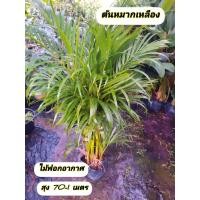 ราคา ต้นหมากเหลือง หมากเหลือง ไม้ฟอกอากาศ (56705500457)
