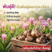 ราคา หัวพันธุ์ ดอกกระเจียวหวานทานได้ ปลูกในกระถางได้ แตกก่อง่าย (48103571135)