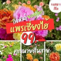 ราคา ดอกคุณนายตื่นสายกิ่งแพรเซี่ยงไฮ้ แบบตัดกิ่งอวบๆ สดๆ (28109678231)