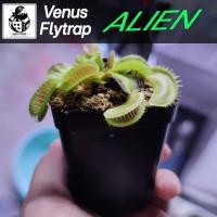 ราคา กาบหอยแครง (Venus Flytrap) DM.Alien (20181119164)