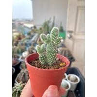 ราคา หน่อ กระบองเพชร โอพันเทียหูกระต่าย หูมิ๊กกี้เมาท์ (11004175534)