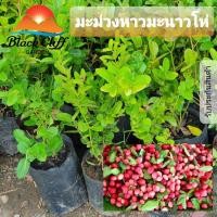 ราคา มะม่วงหาวมะนาวโห่ มะม่วงหาวมะนาวโห่เป็นพืชสวนครัวและสมุนไพร สูง 30 ซม (5057200027)