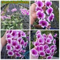 ราคา (4กระถาง)(ขาย ต้นพันธุ์) ดอก ต้น ต้นกล้วยไม้หวายแคระญาญ่า กล้วยไม้หวายแคระญาญ่ กล้วยไม้ หวายแคระ ญาญ่า fadel (12906353337)