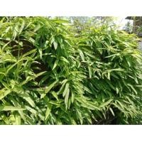 ราคา สมุนไพรตดหมูตดหมา กระพังโหม สมุนไพรไทย 1000 กรัม (26413523897)