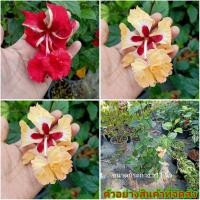 ราคา (ขาย ต้นพันธุ์) ดอก ต้น ต้นชบาทองย้อย ชบาทองย้อย ชบา ทองย้อย ต้นชบา สี แดง โอรส fadel (10755291129)